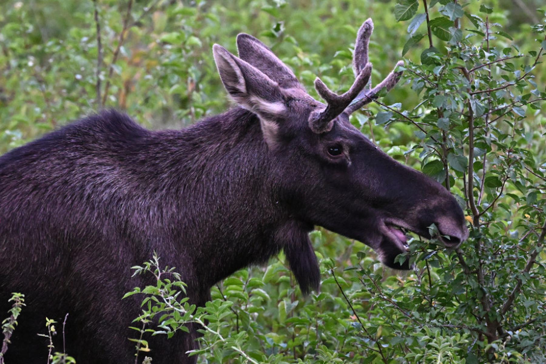 Graz/Wien: "Elch Emil" ist Österreichs Wort des Jahres 2025