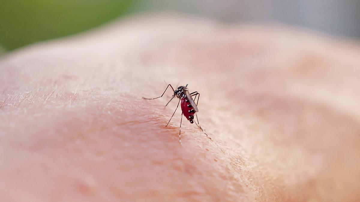 Die Tigermücke bringt Dengue auch nach Europa