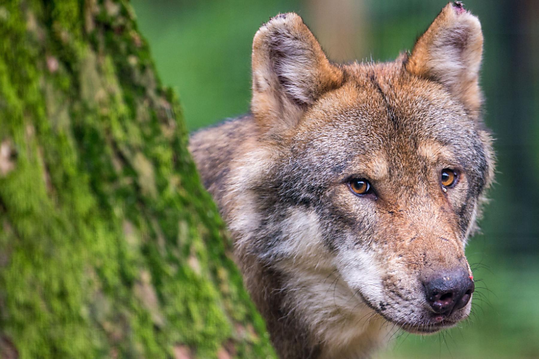 EU-weit/Brüssel/Luxemburg: Wölfe: Tierschützer gehen gegen Abschussverordnungen vor