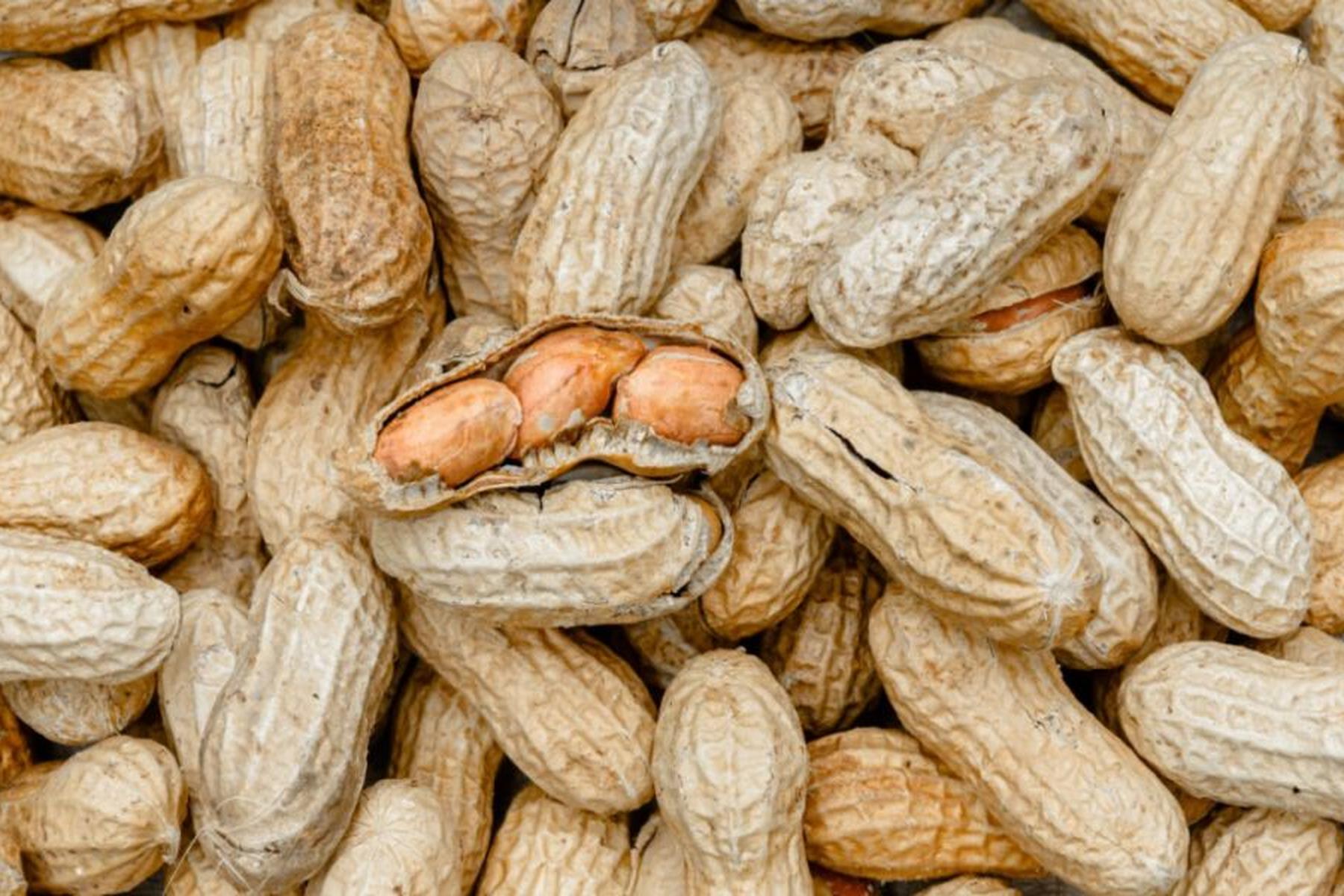 Berlin: Bluttest soll Wirksamkeit von Erdnuss-Therapie vorhersagen