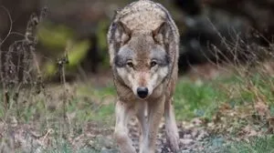 Nach einer Attacke auf eine Frau in Hamburg: Wolf freigelassen | Nach einer Attacke auf eine Frau in Hamburg: Wolf freigelassen