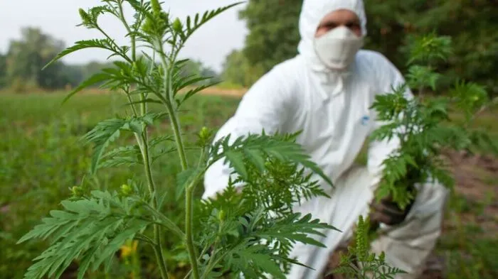 Ragweed (Ambrosia) bereitet zur Zeit vielen Allergikern Probleme | Ragweed (Ambrosia) bereitet zur Zeit vielen Allergikern Probleme