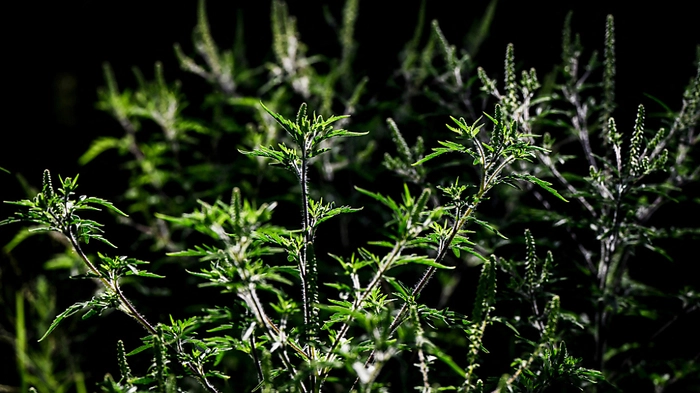 Ragweed (Bild) und Beifuß breiten sich aus | Ragweed (Bild) und Beifuß breiten sich aus