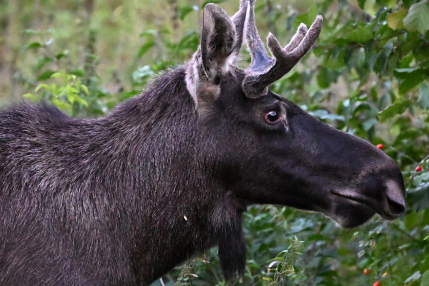 Melk: Tierschutz Austria warnt vor "Elchtourismus"