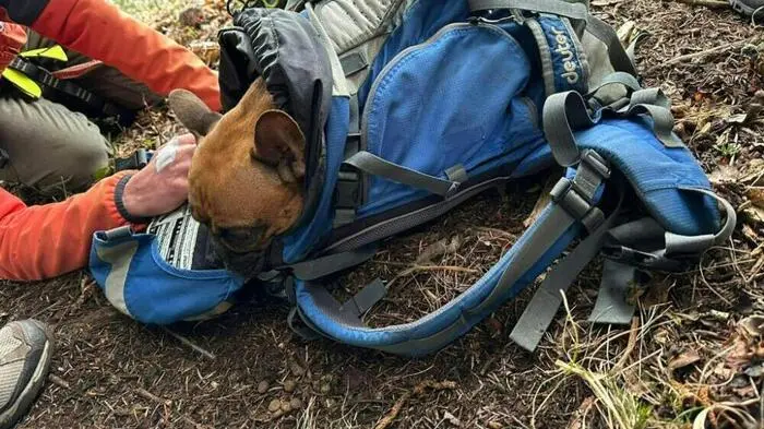 "Luna" wurde nach der Rettung zur Kontrolle zu einem Tierarzt gebracht | "Luna" wurde nach der Rettung zur Kontrolle zu einem Tierarzt gebracht