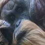 Orang-Utans sind massiv bedroht | Orang-Utans sind massiv bedroht