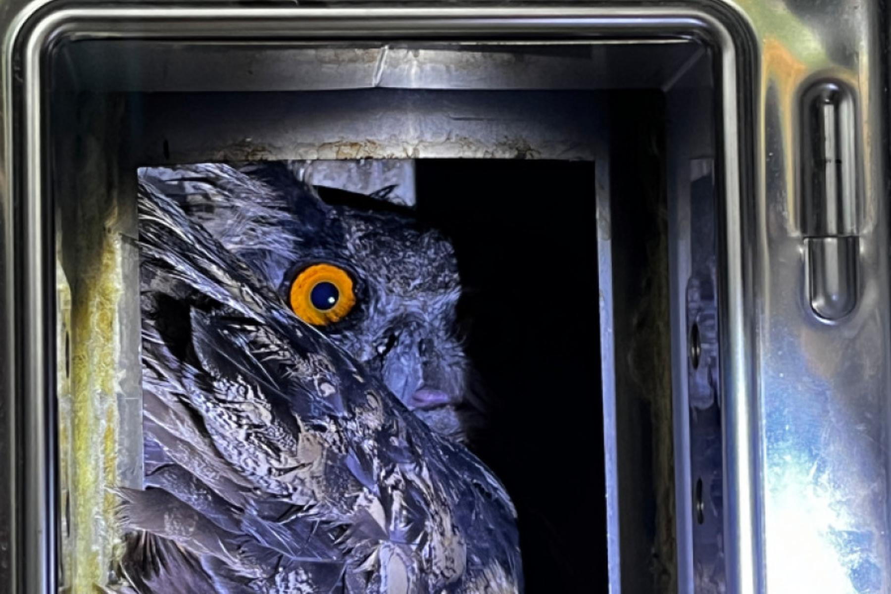 Altmünster: Uhu aus Kamin in Oberösterreich gerettet