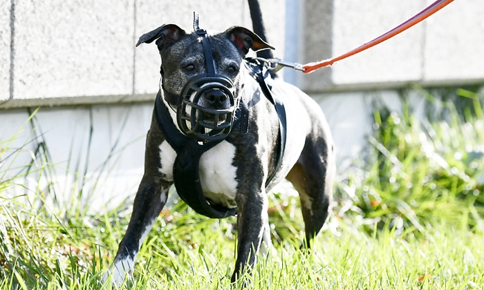 Auch American Staffordshire Terrier waren offenbar an der Attacke beteiligt (Symbolbild)