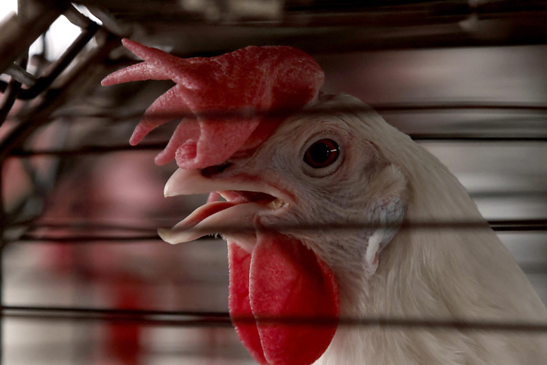 Los Angeles: Vier neue Vogelgrippe-Fälle beim Menschen in den USA