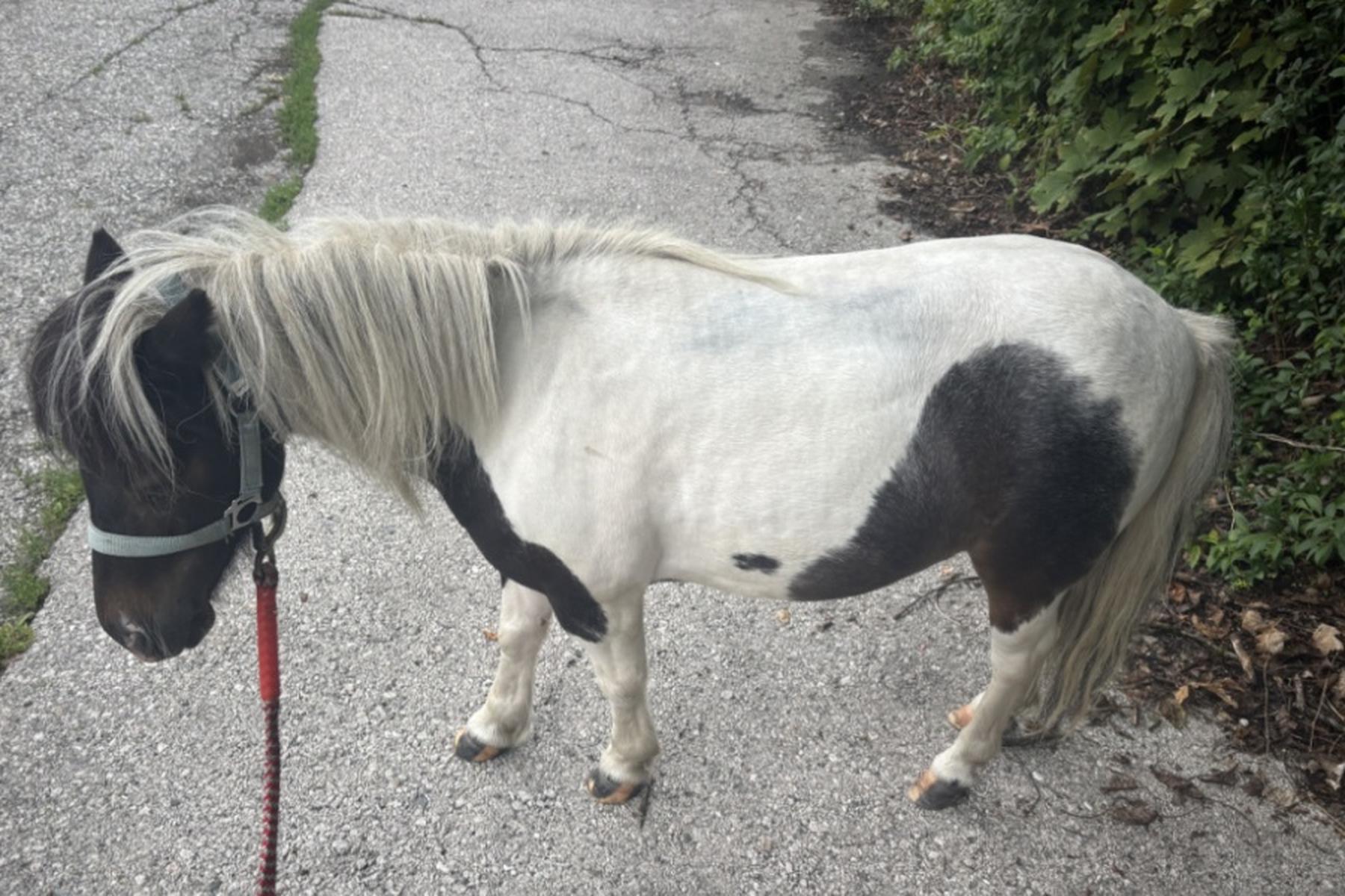 Klagenfurt: Pony rennt allein durch Klagenfurt