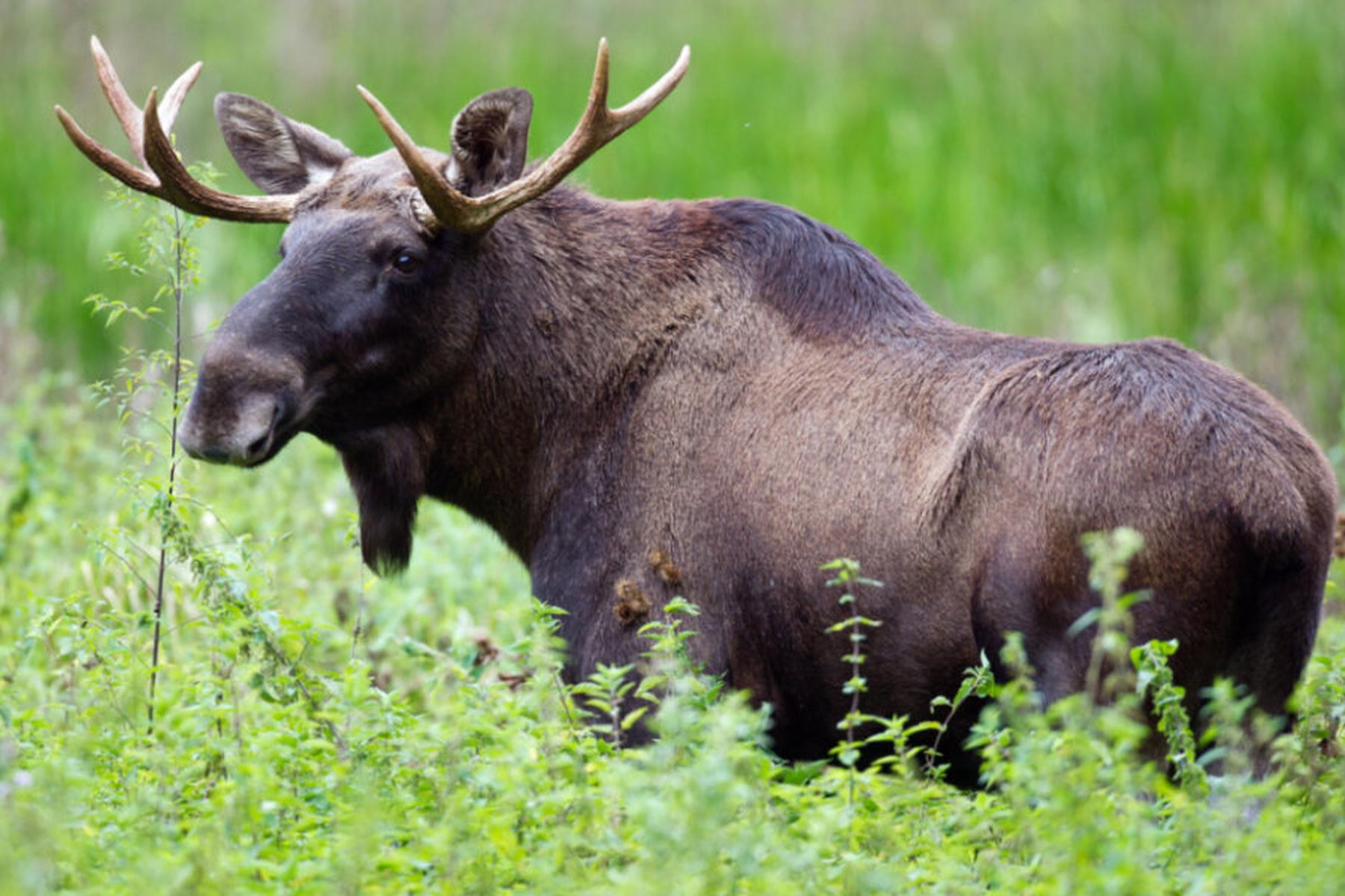 Tulln: Elch "Emil" offenbar weiterhin in Niederösterreich