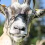 Tierliebe löste einen Bergunfall aus