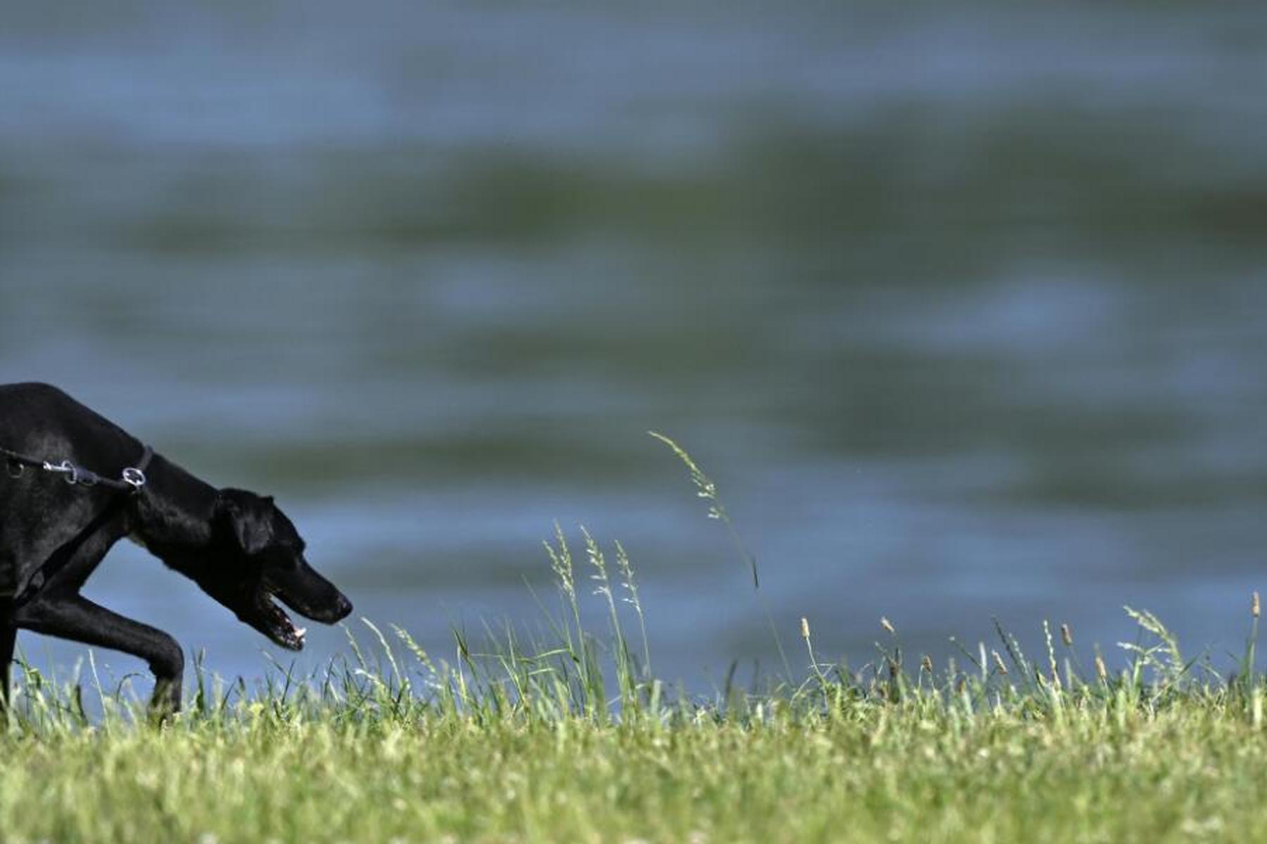 Steyregg: Hund beißt Elfjährigen an oberösterreichischem Badesee