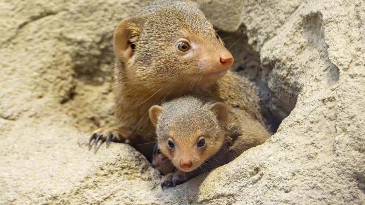 Die Neugierde der Zwergmangusten-Jungtiere wächst von Tag zu Tag | Die Neugierde der Zwergmangusten-Jungtiere wächst von Tag zu Tag