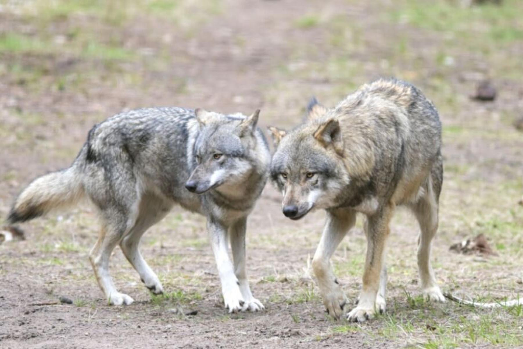 Wien: Menschennähe machte Hunde sexuell freizügiger als Wölfe