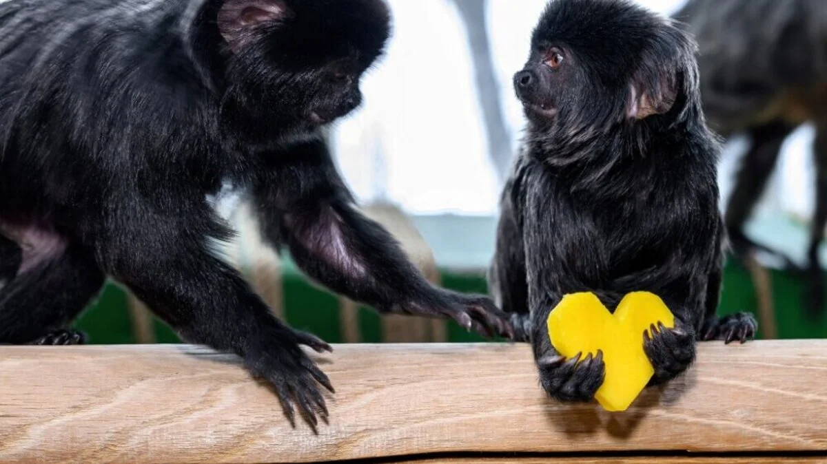 Haus des Meeres lockt mit tierischer Valentinstag-Aktion | Haus des Meeres lockt mit tierischer Valentinstag-Aktion