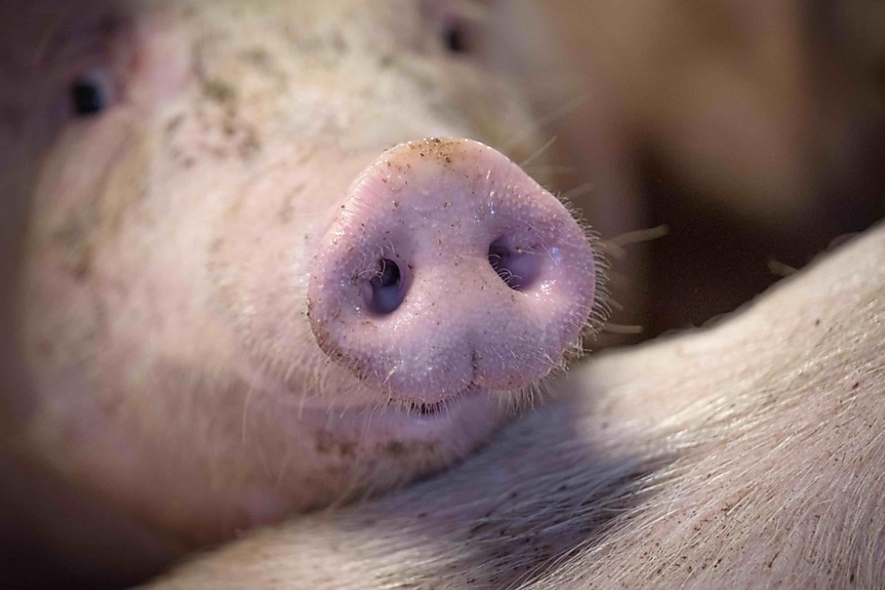 Schweinemast-Aufregung: Gutachten präsentiert: Amtstierärzte gehen in die Offensive