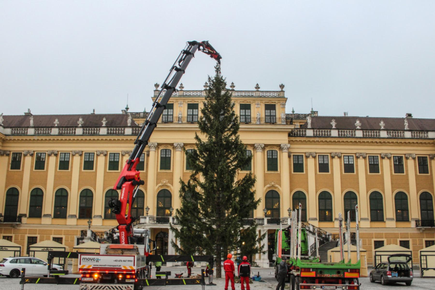 Wien: Weihnachtsbaum vor Wiener Schloss Schönbrunn steht bereits
