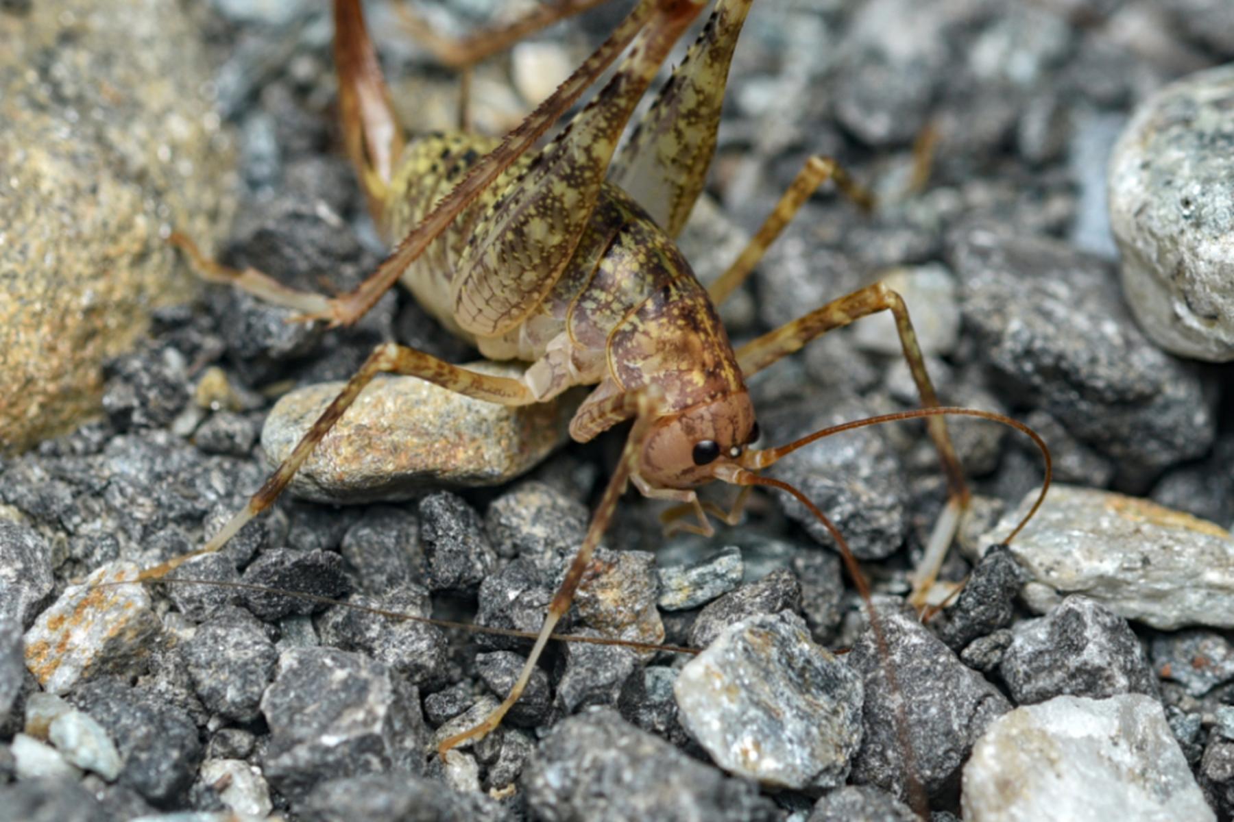V avstrijskem narodnem parku Hohe Tauern odkrili redko jamsko kobilico