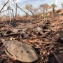 Waldbrände zerstören ganze Ökosysteme | Waldbrände zerstören ganze Ökosysteme