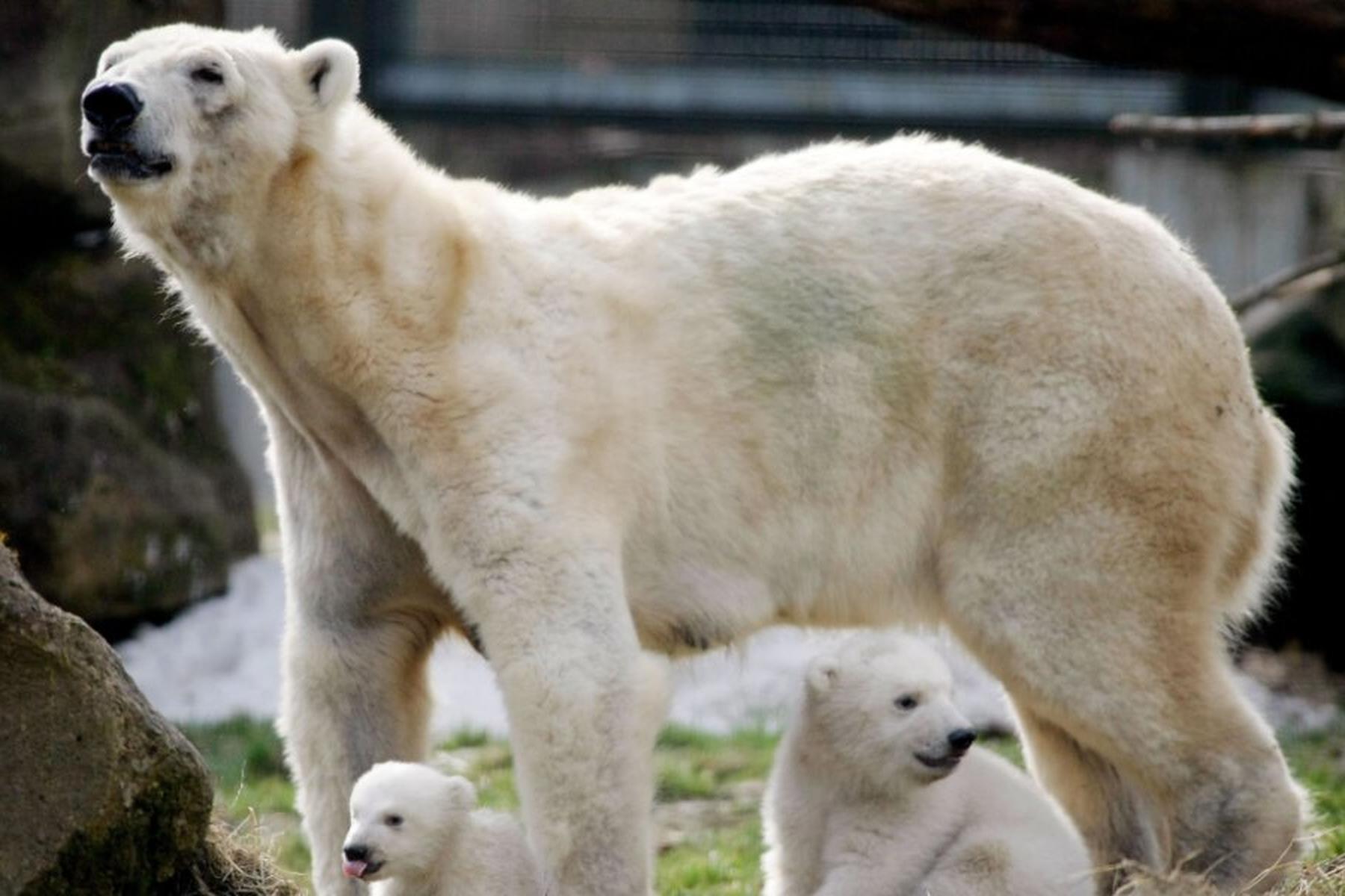 Longyearbyen: Eisbär auf Spitzbergen erschossen