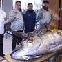 Für 1,28 Millionen Euro ging dieser Thunfisch in Tokio bei einer Auktion über den Tisch