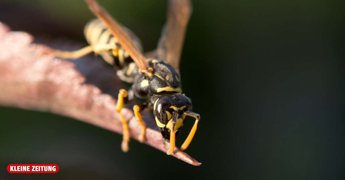 Wasp season causes shortage of 