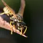 Ein Wespen- oder Bienenstich wird vermutet | Ein Wespen- oder Bienenstich wird vermutet