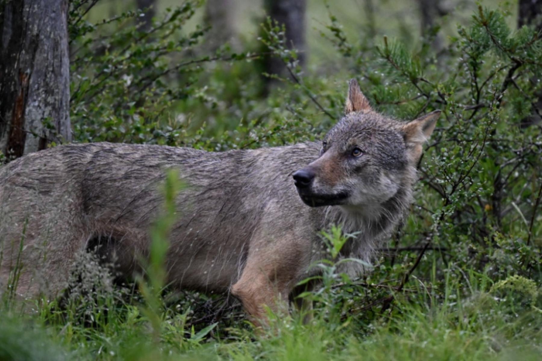 Amlach: Wolf in Osttirol nach Abschussverordnung erlegt