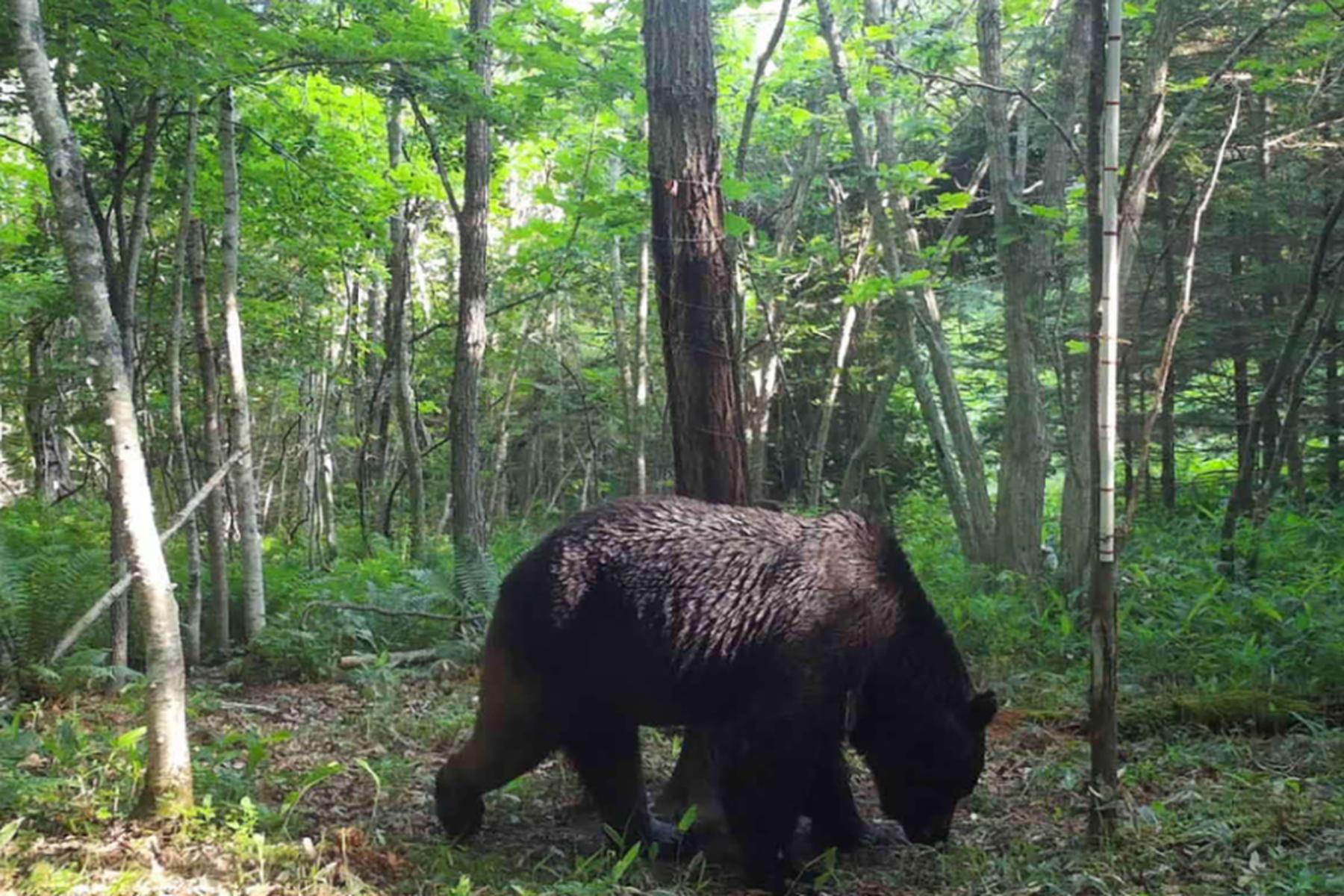 Tokio: Bär greift Frau vor Pflegeheim in Japan an