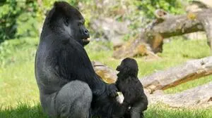 Vater und Sohn Gorilla beim Spielen | Vater und Sohn Gorilla beim Spielen