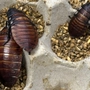Die Kakerlaken haben einen hohen Geldwert | Die Kakerlaken haben einen hohen Geldwert