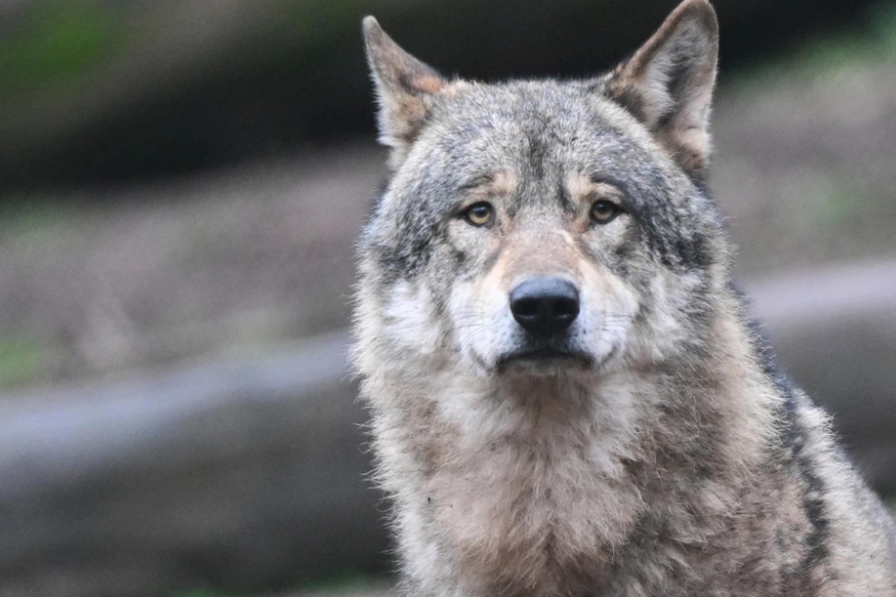 EU-weit/Brüssel/Luxemburg: EuGH: Wolf darf in Österreich aktuell nicht gejagt werden
