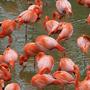 13 Rote Flamingos sind tot | Ein Fuchs tötete in Schönbrunn 13 Flamingos