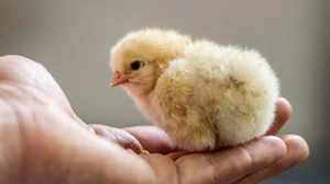 Sanfte Interaktionen lösen bei Küken positive Emotionen aus | Sanfte Interaktionen lösen bei Küken positive Emotionen aus