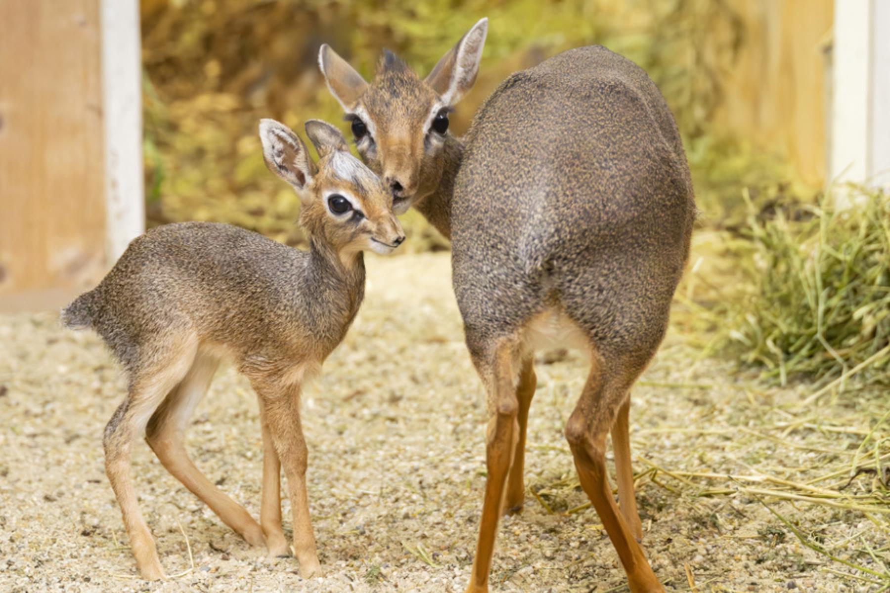 Wien: Nachwuchs bei kleinsten Antilopen Afrikas in Wien-Schönbrunn