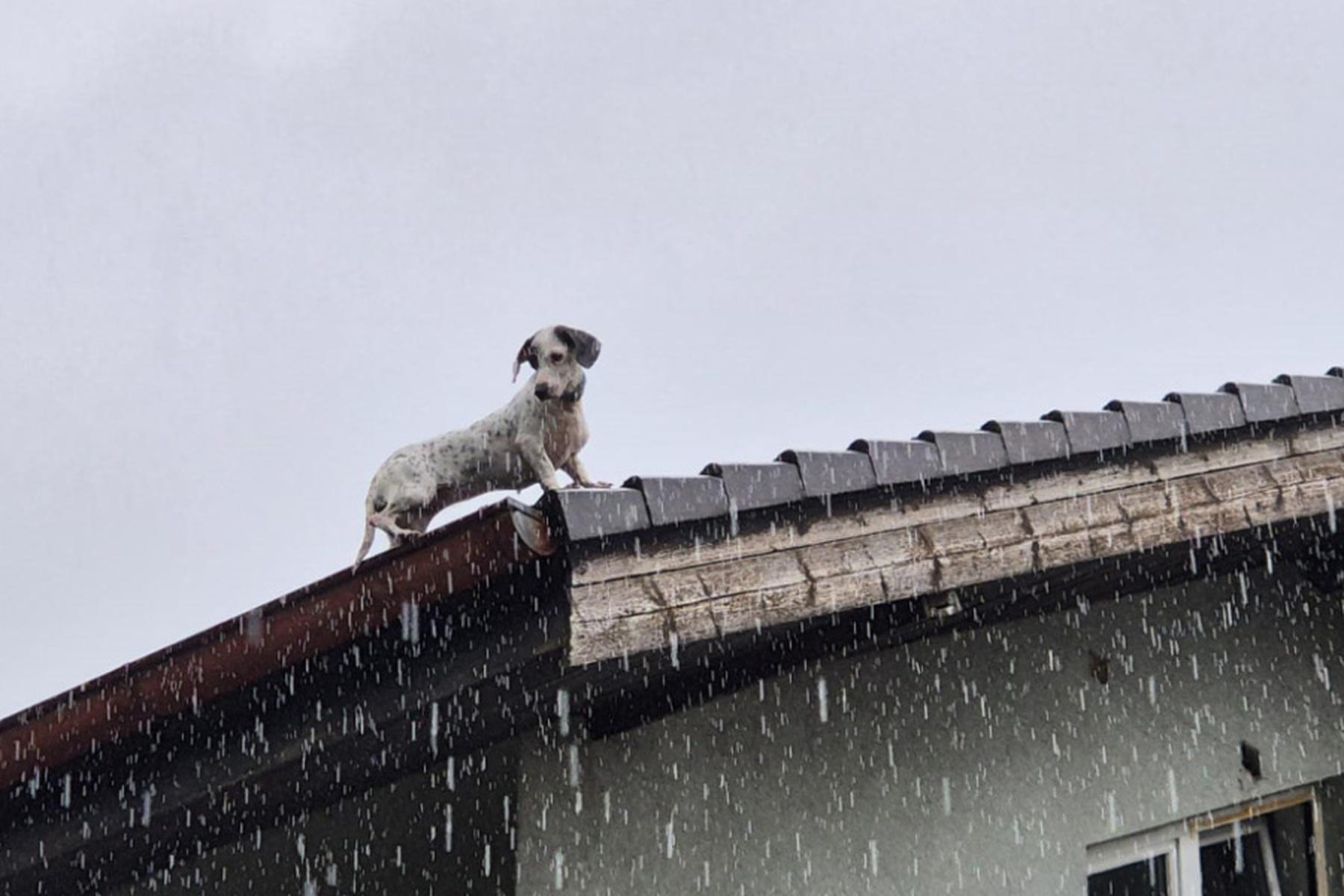 Altenmarkt a. d. Triesting: Hund vom Dach einer Wohnhausanlage im Bezirk Baden gerettet