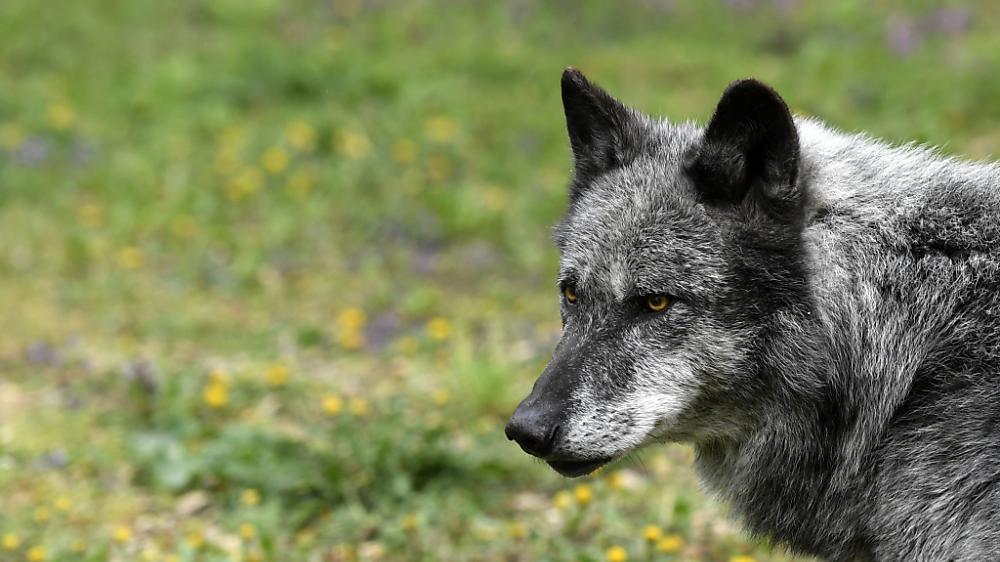 In der Vorarlberger Stadt Bludenz wurde ein Wolf gesichtet | In der Vorarlberger Stadt Bludenz wurde ein Wolf gesichtet