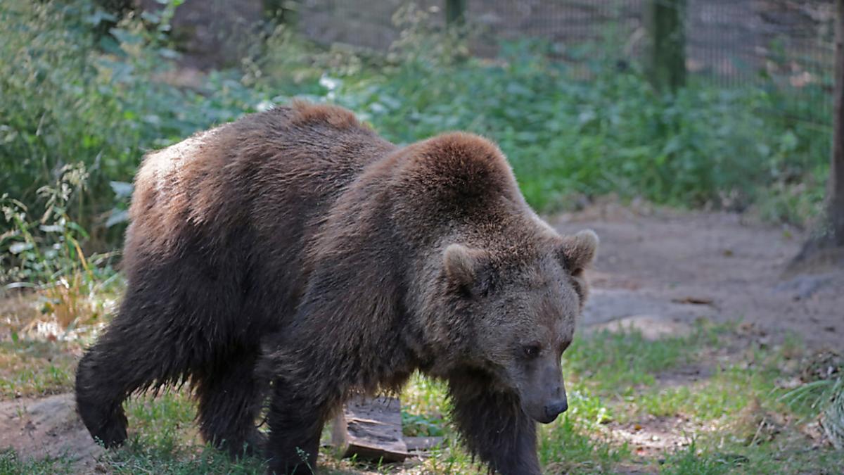 Der Vorfall mit dem Bär ereignete sich im Nationalpark Plitvicer Seen (Archivbild)