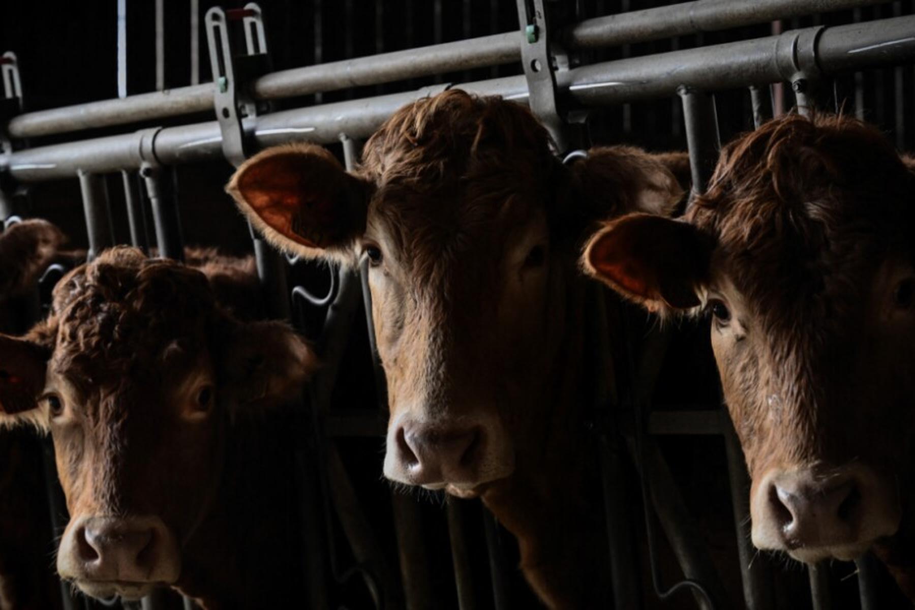 Ankara: Tausende Rinder auf Schiff vor Türkei gefangen