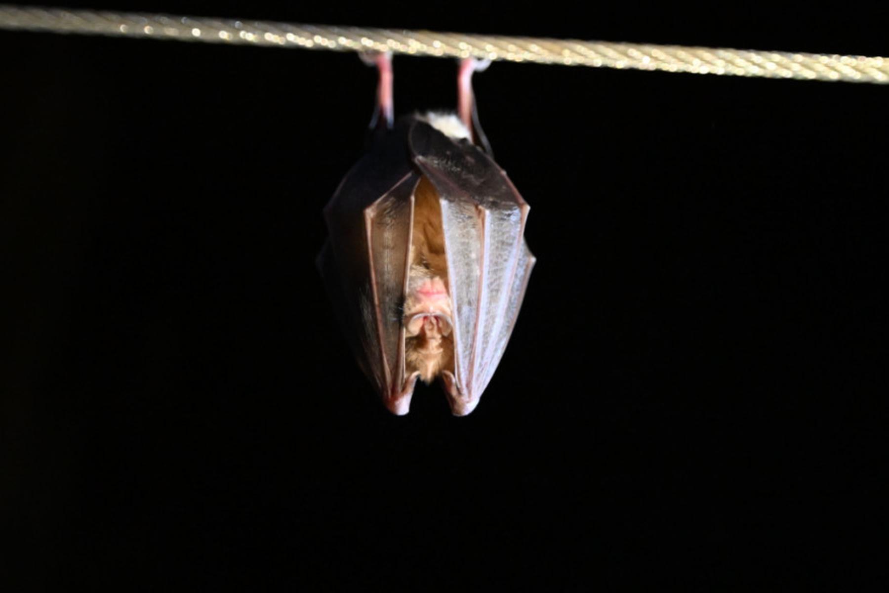 Bregenz: Fledermäuse leiden unter Lebensraumverlust