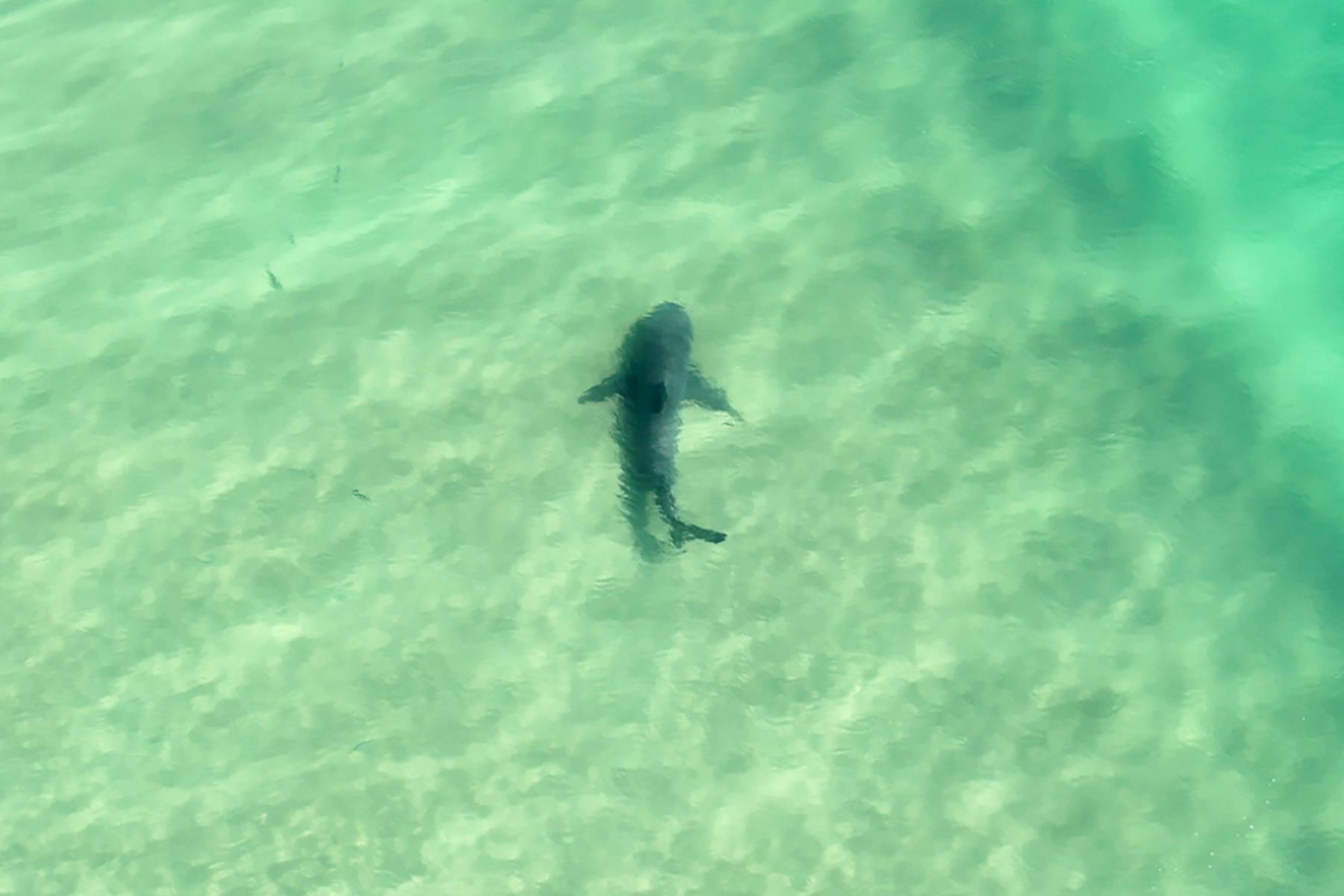 Sydney: Haiattacke in Australien - Frau stirbt, Mann schwer verletzt