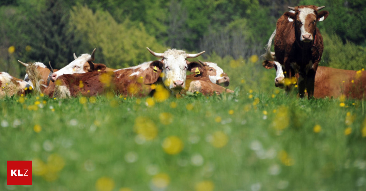 Nach-t-dlicher-Kuhattacke-Wie-verhalte-ich-mich-auf-der-Alm-richtig-