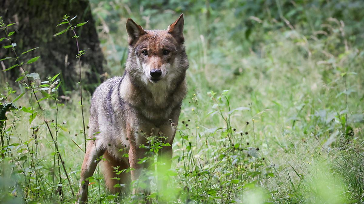 Wölfe wagen sich im Mühlviertel immer näher an die Zivilisation | Wölfe wagen sich im Mühlviertel immer näher an die Zivilisation