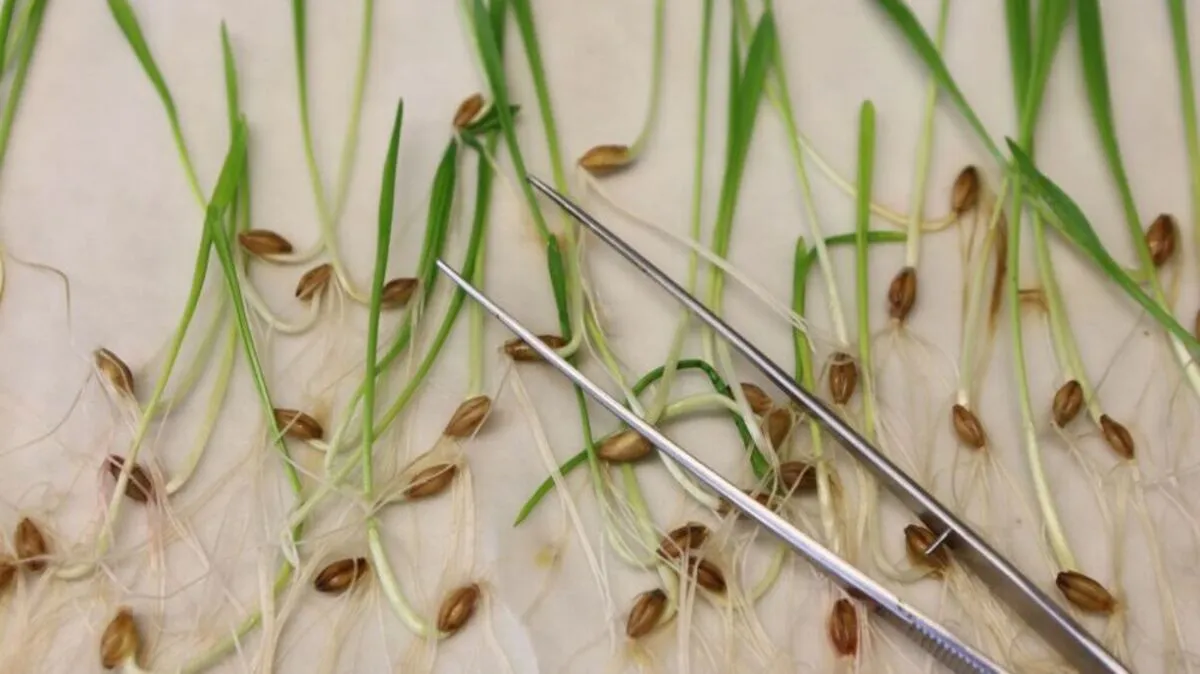 Änderungen sollen für mehr neue Pflanzensorten sorgen | Änderungen sollen für mehr neue Pflanzensorten sorgen