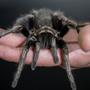 Mann hält Vogelspinne in der Hand | Mann hält Vogelspinne in der Hand