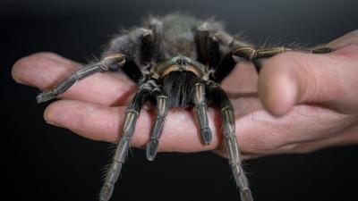 Hunderte dieser Spinnen hatte ein Mann an seinem Körper befestigt