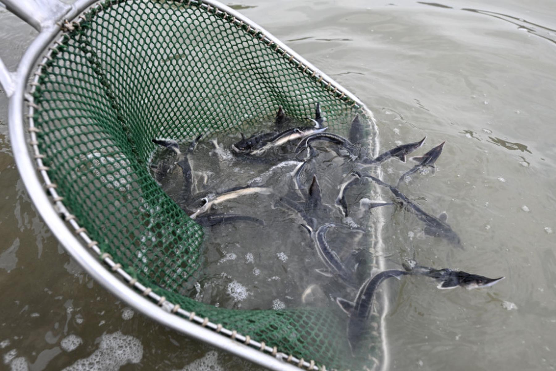 Rossatz-Arnsdorf/Wien: Neue Störe für die Donau: 300.000 Tiere bereits ausgewildert