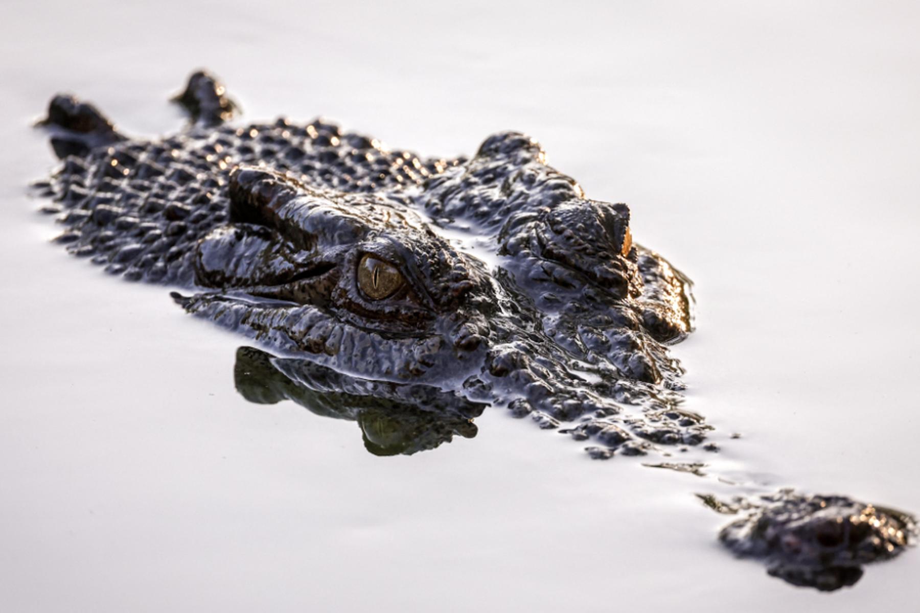 Canberra: Ermittlungen gegen Influencer nach Ringkampf mit Krokodil