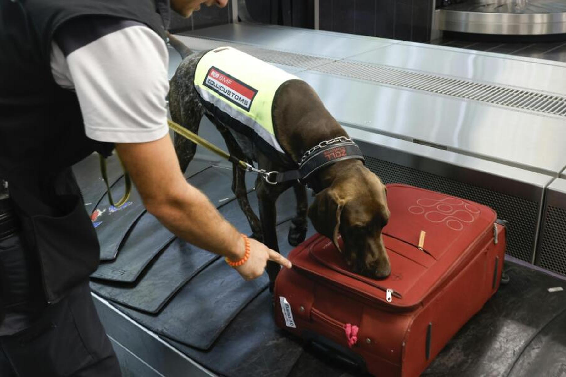 Wien: Fast 400.000 Schmuggel-Zigaretten im Sommer sichergestellt